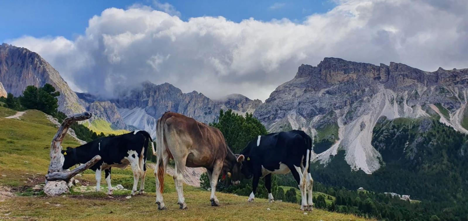 Garni Hotel Iris Selva di Val Gardena Bagian luar foto